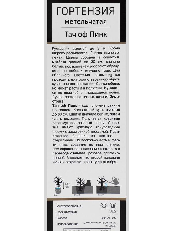 Гортензия метельчатая Люкс 