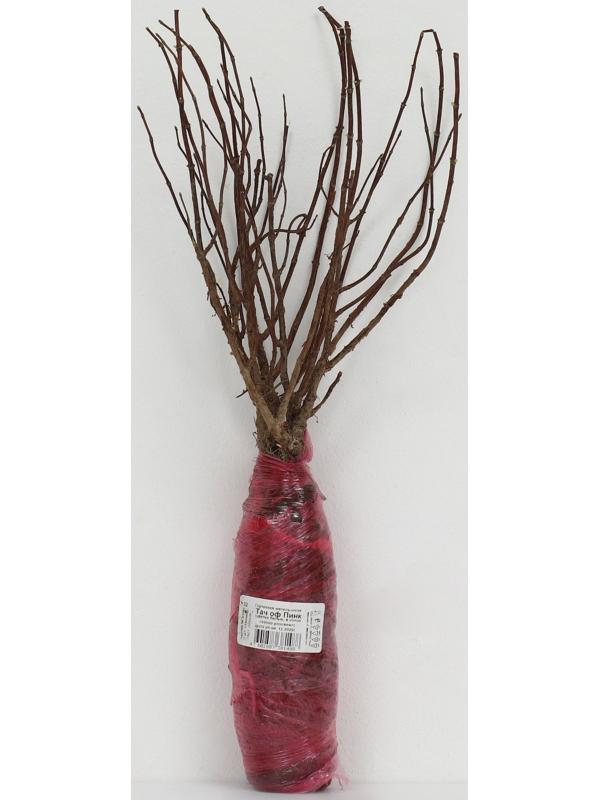 Гортензия метельчатая Люкс 