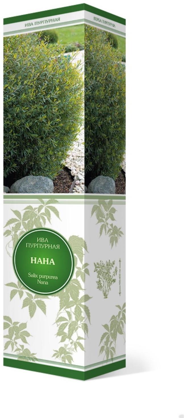 Ива пурпурная 