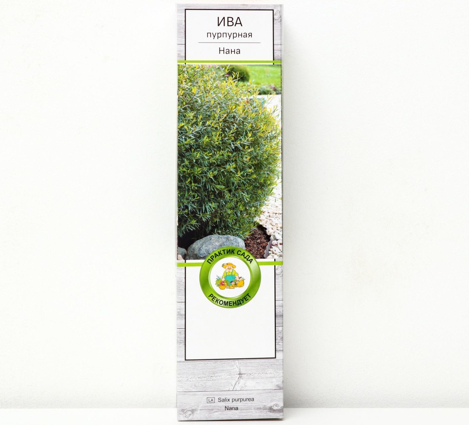 Ива пурпурная 