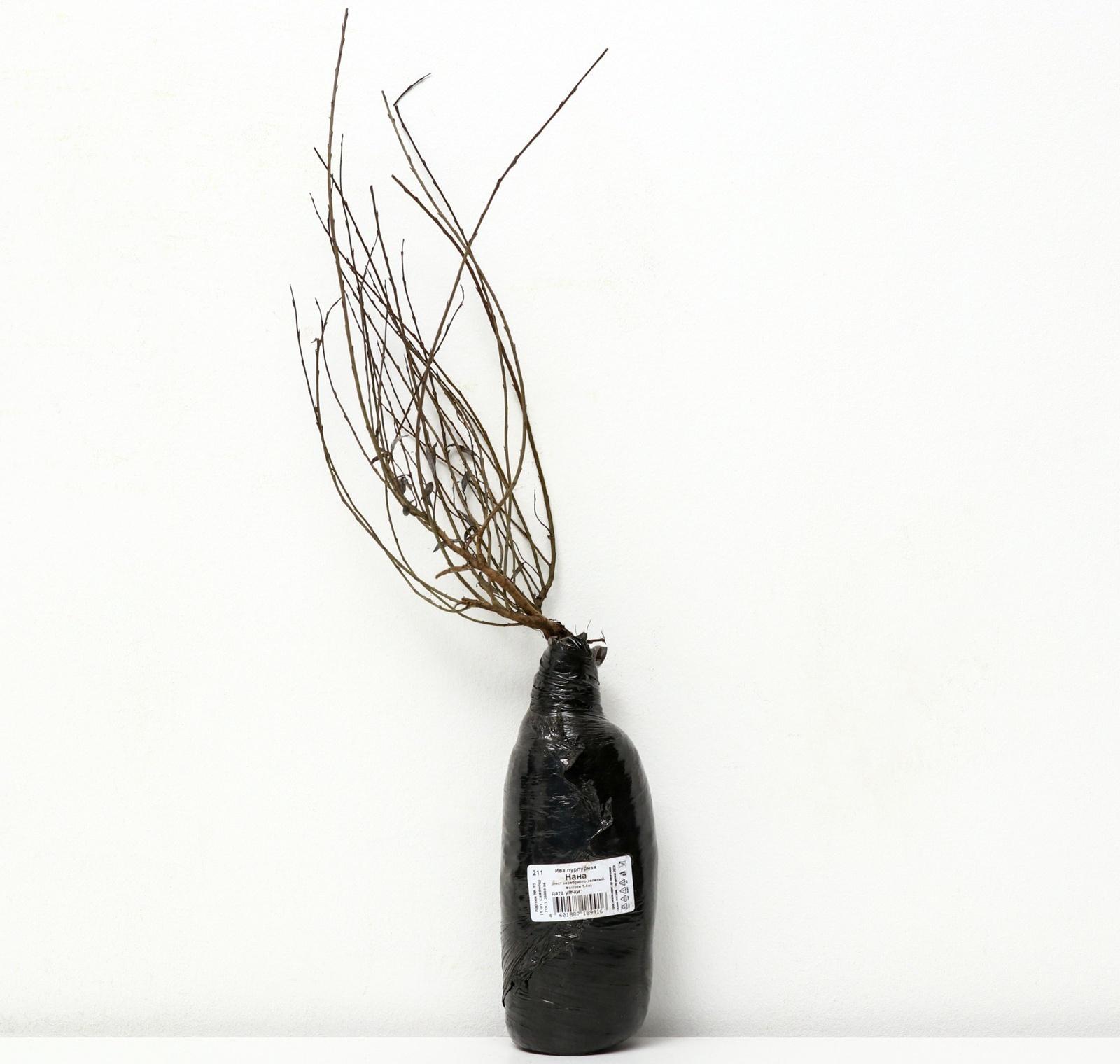 Ива пурпурная 