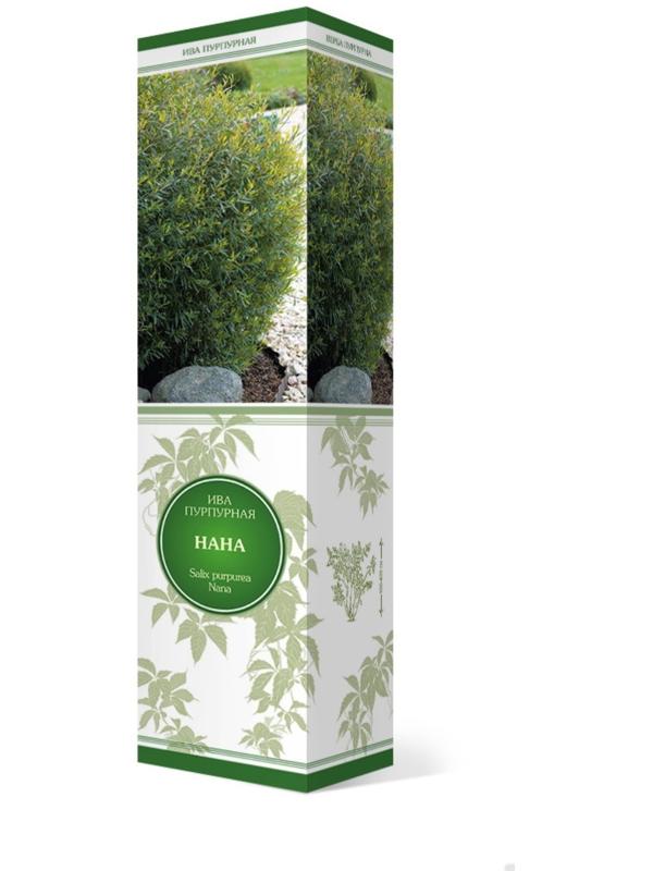 Ива пурпурная 