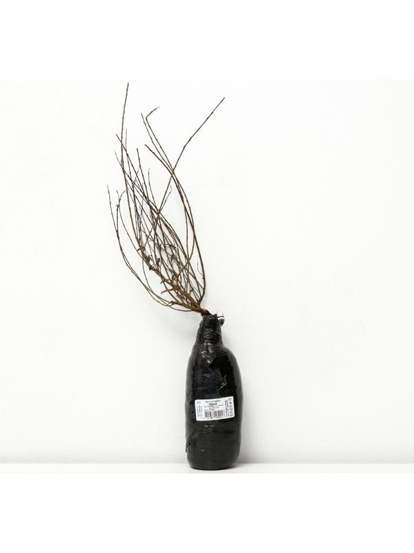 Ива пурпурная 