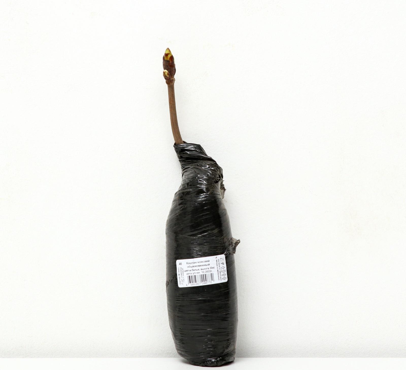 Каштан конский обыкновенный 