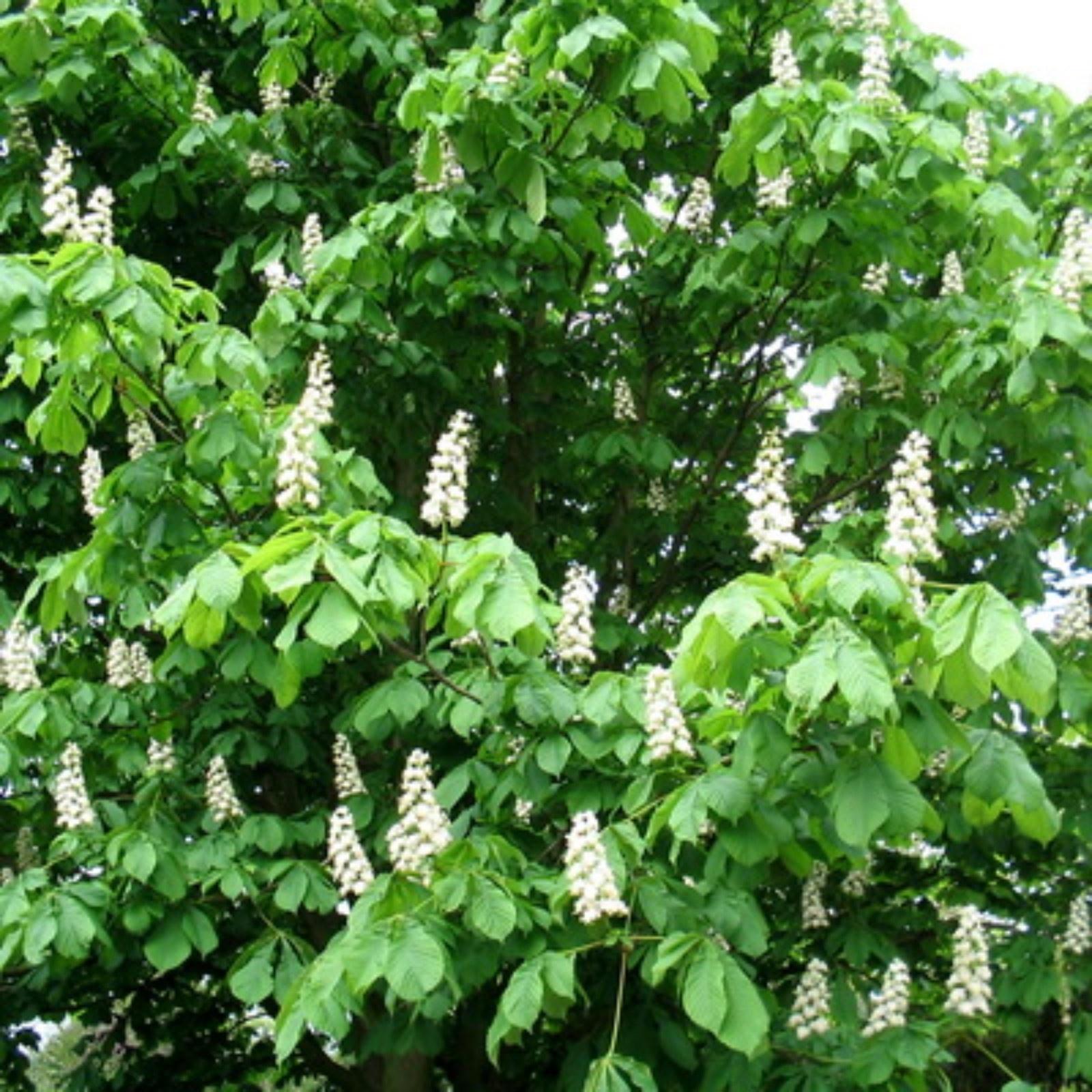 Каштан конский обыкновенный 