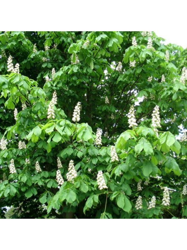 Каштан конский обыкновенный 