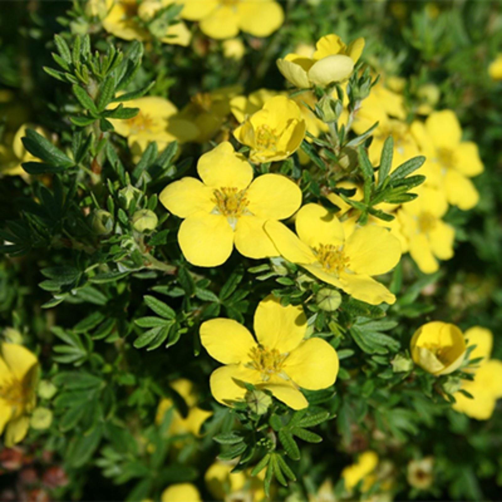 Лапчатка кустарниковая (Серия Северный сад) 