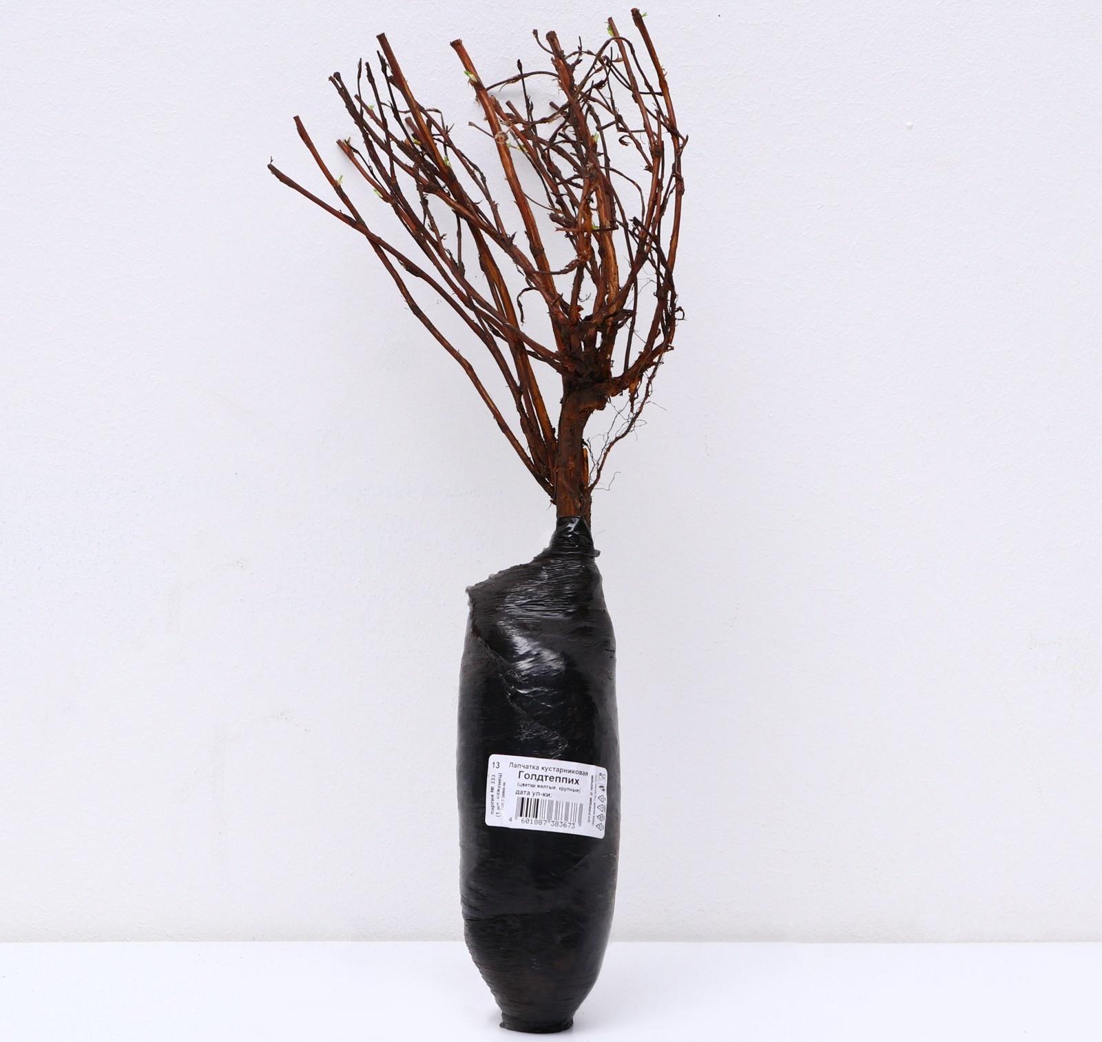 Лапчатка кустарниковая (Серия Северный сад) 