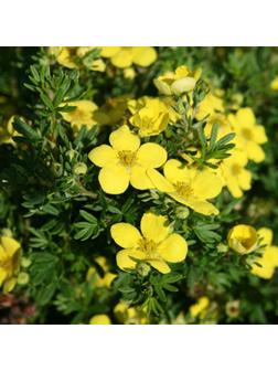 Лапчатка кустарниковая (Серия Северный сад) 