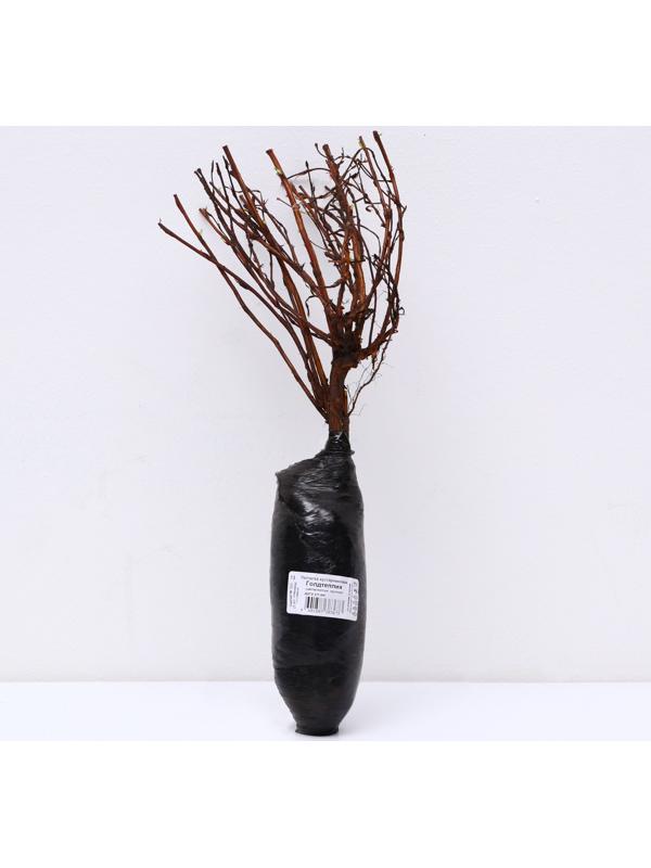 Лапчатка кустарниковая (Серия Северный сад) 