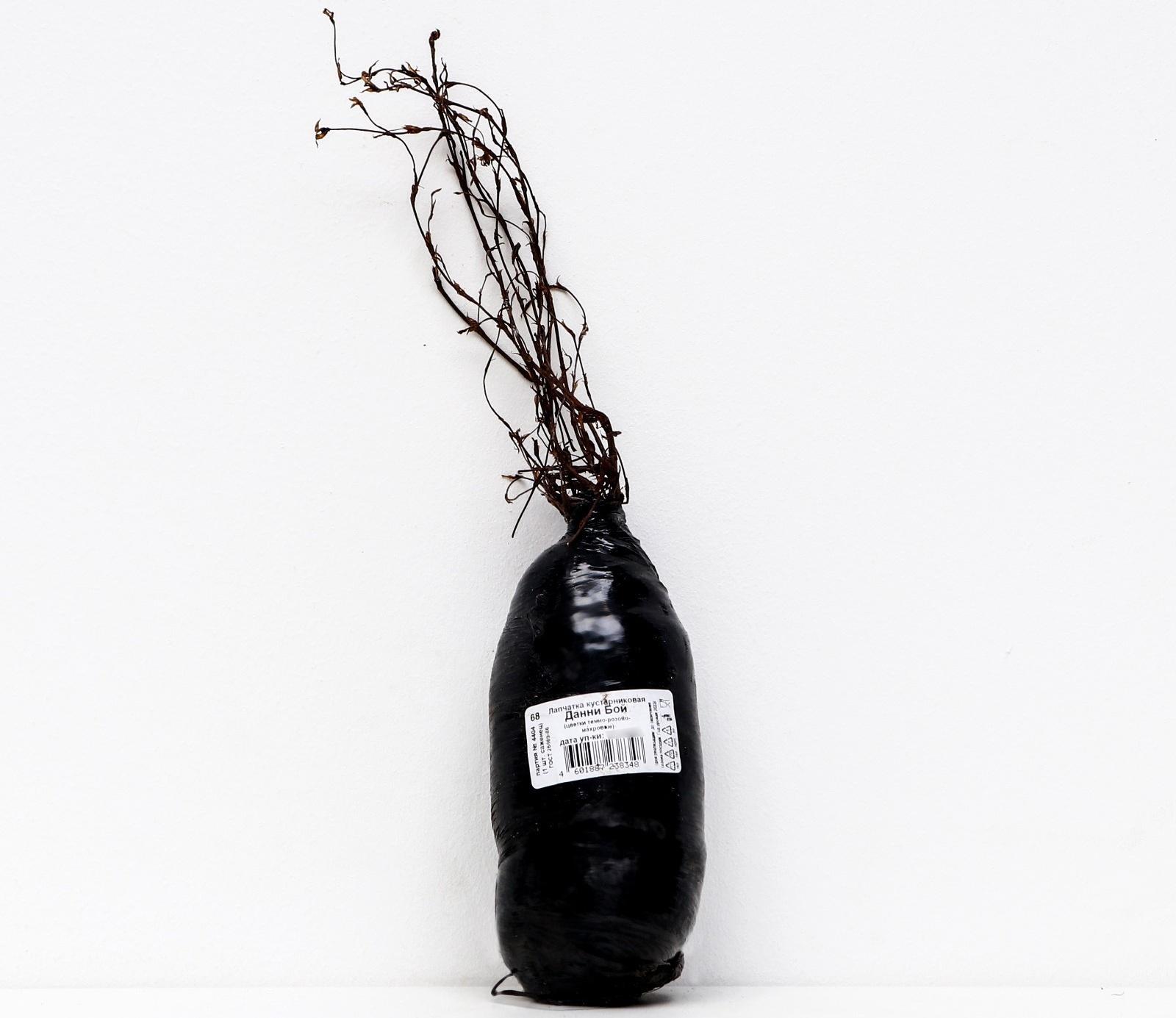 Лапчатка кустарниковая (Серия Северный сад) 