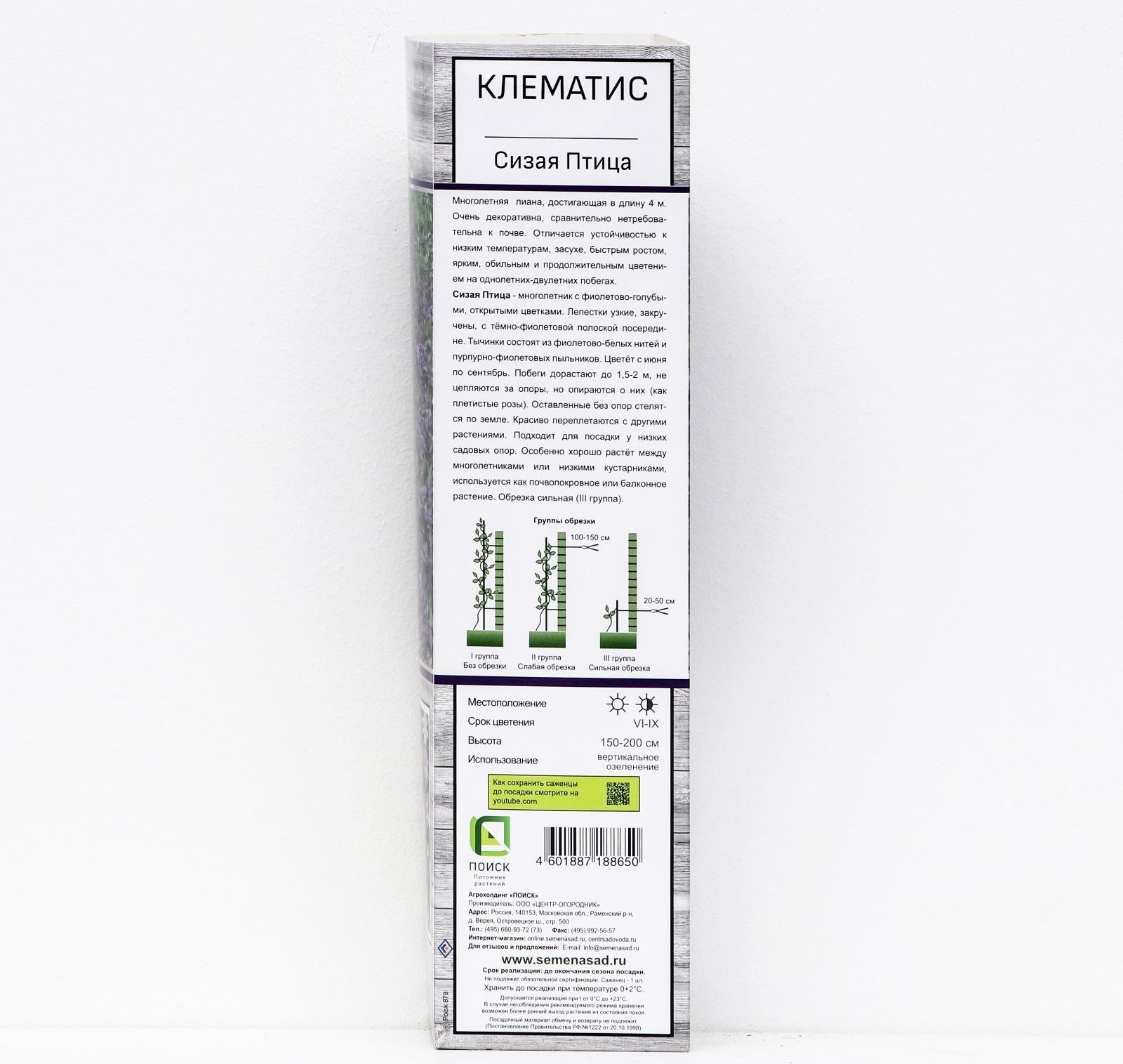 Клематис ботанический 