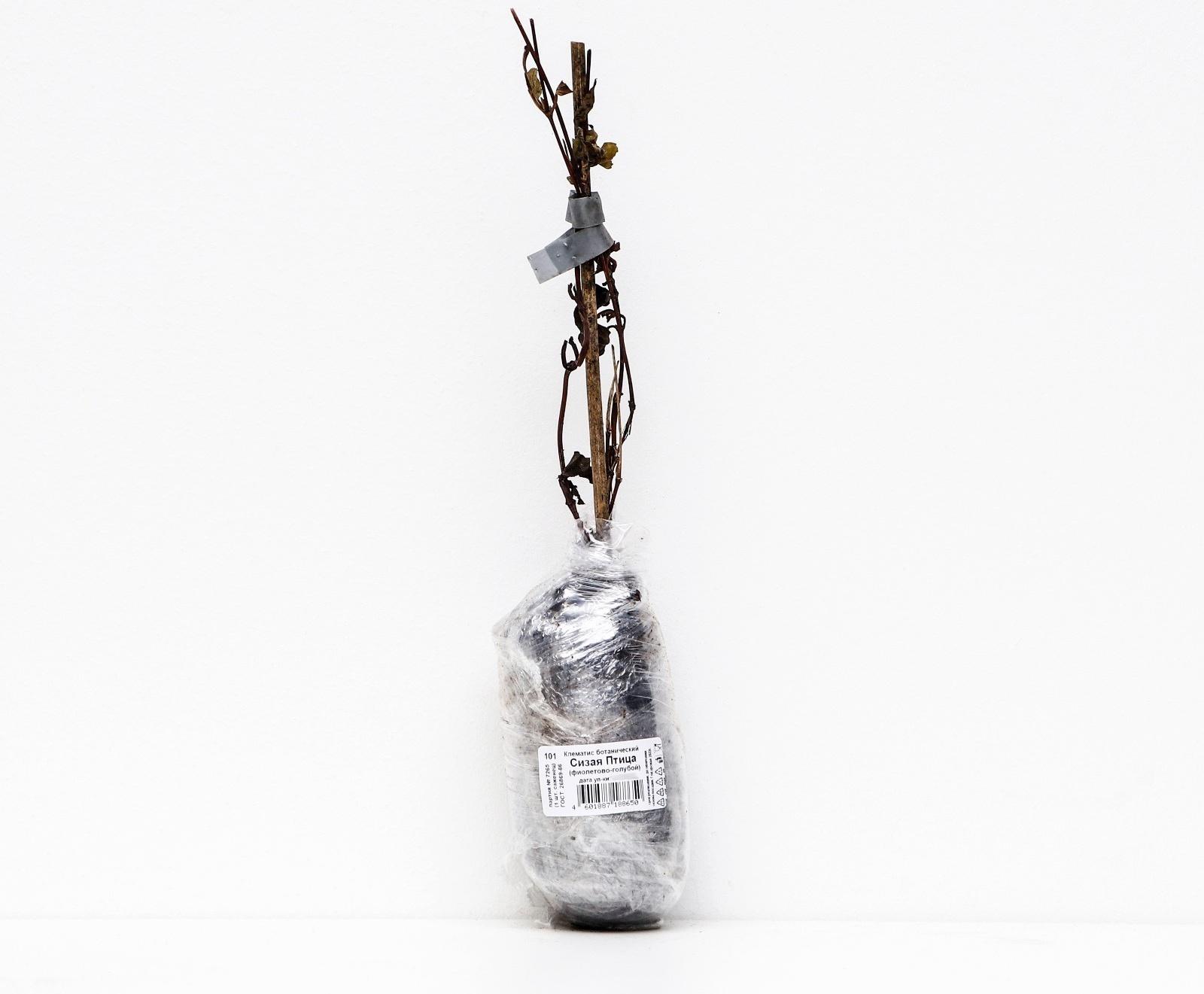 Клематис ботанический 