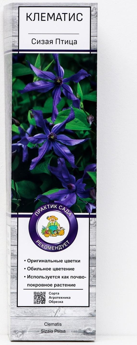 Клематис ботанический 