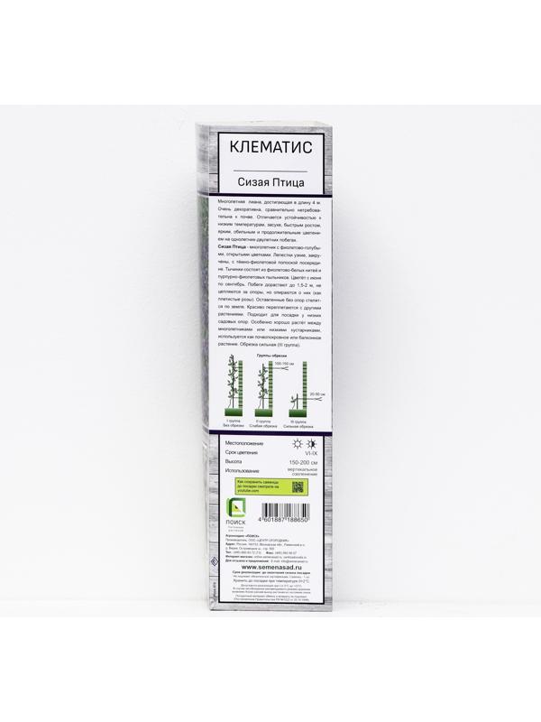 Клематис ботанический 
