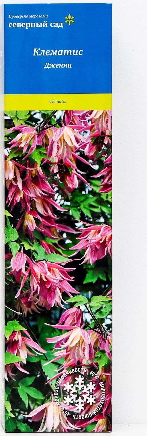 Клематис ботанический (Серия Северный сад) 
