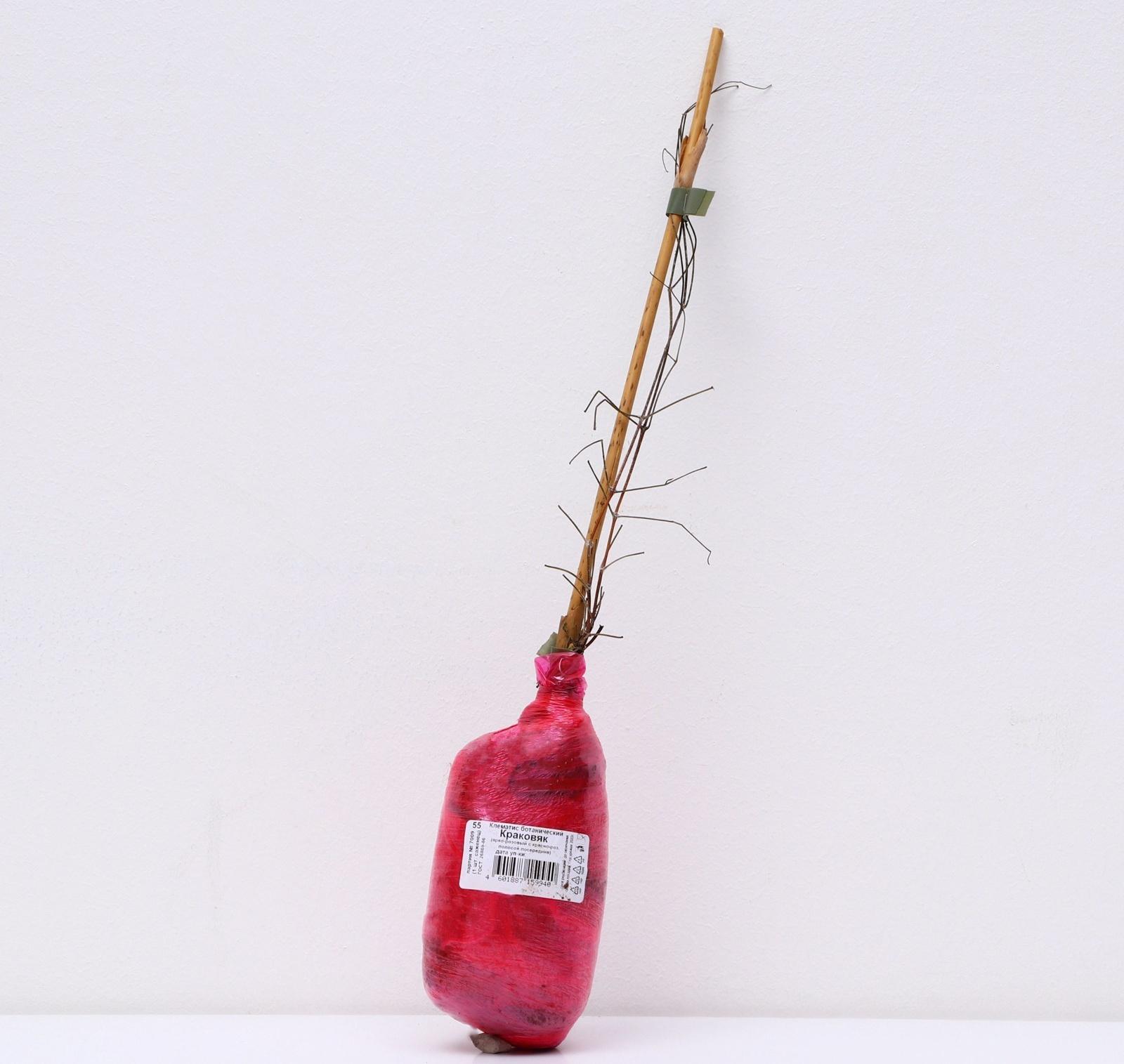 Клематис ботанический Люкс 