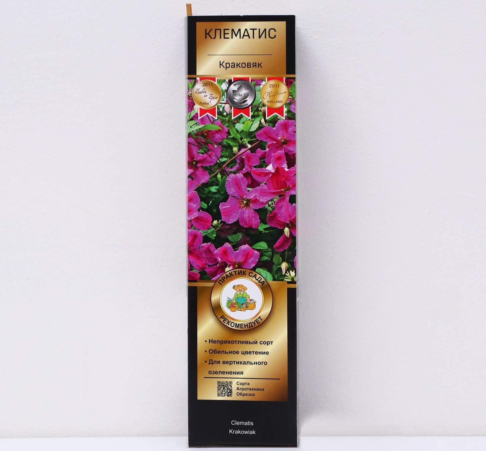 Клематис ботанический Люкс 