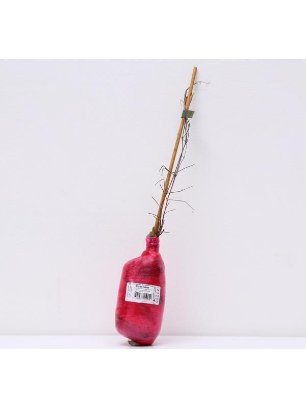 Клематис ботанический Люкс 