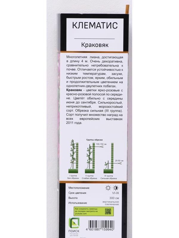 Клематис ботанический Люкс 