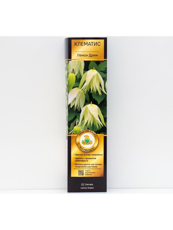 Клематис ботанический Люкс 