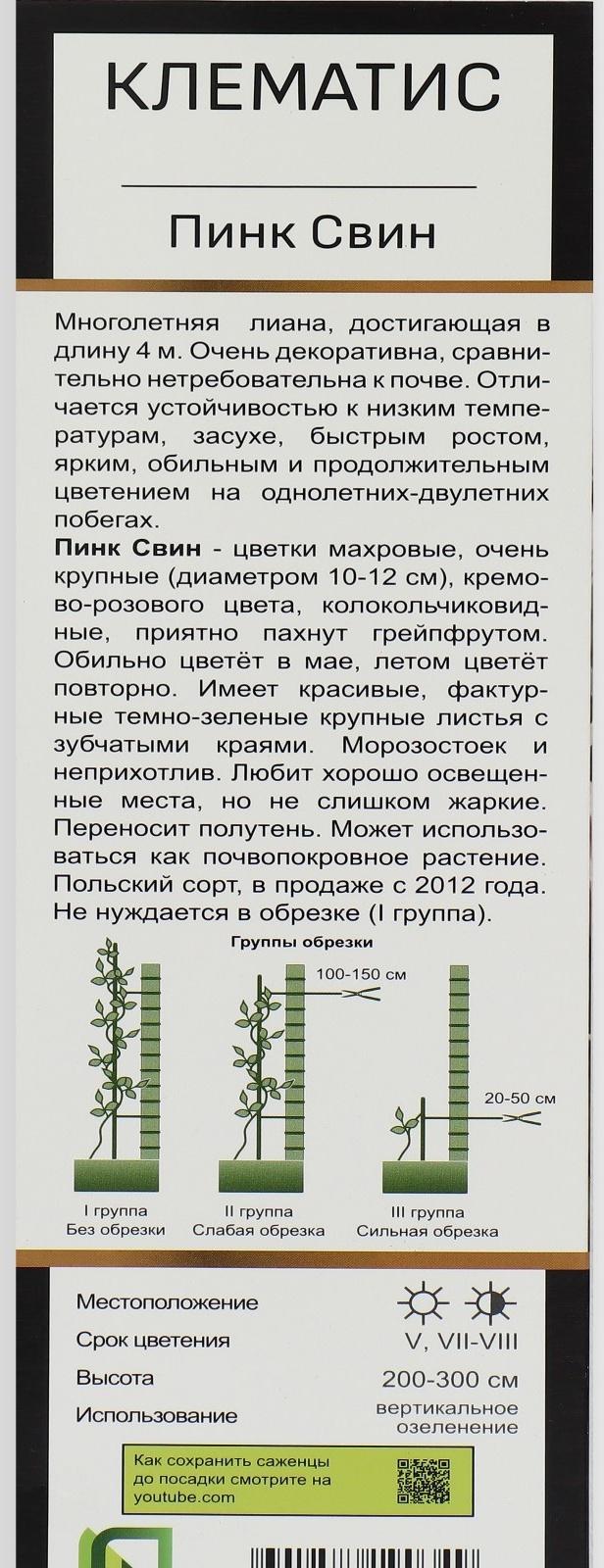 Клематис ботанический Люкс 