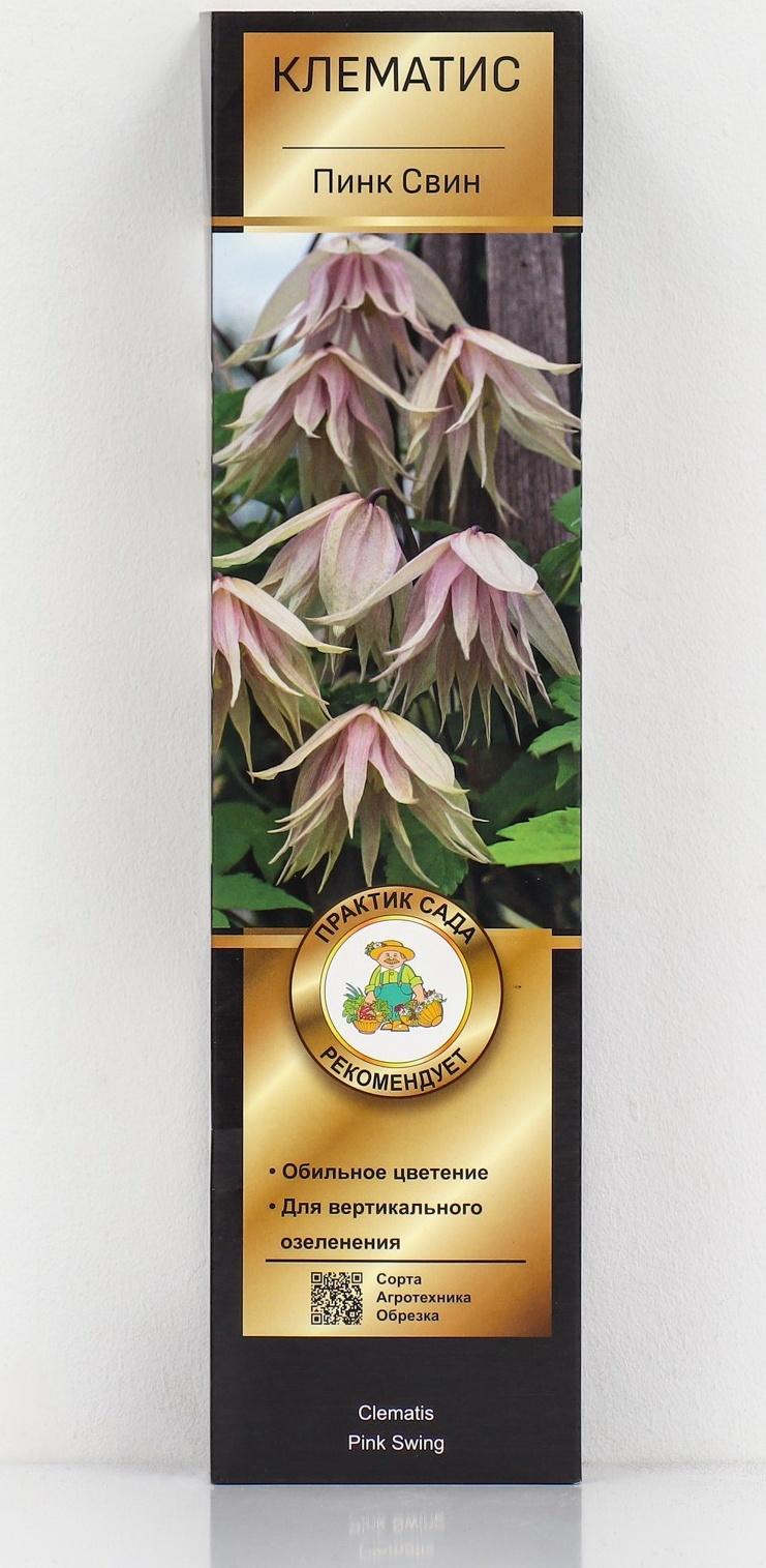 Клематис ботанический Люкс 