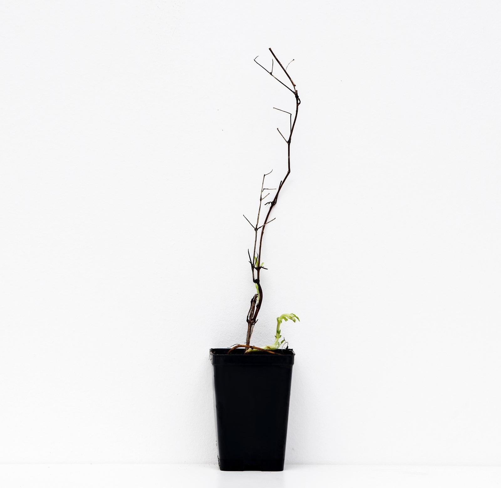 Клематис ботанический Люкс 