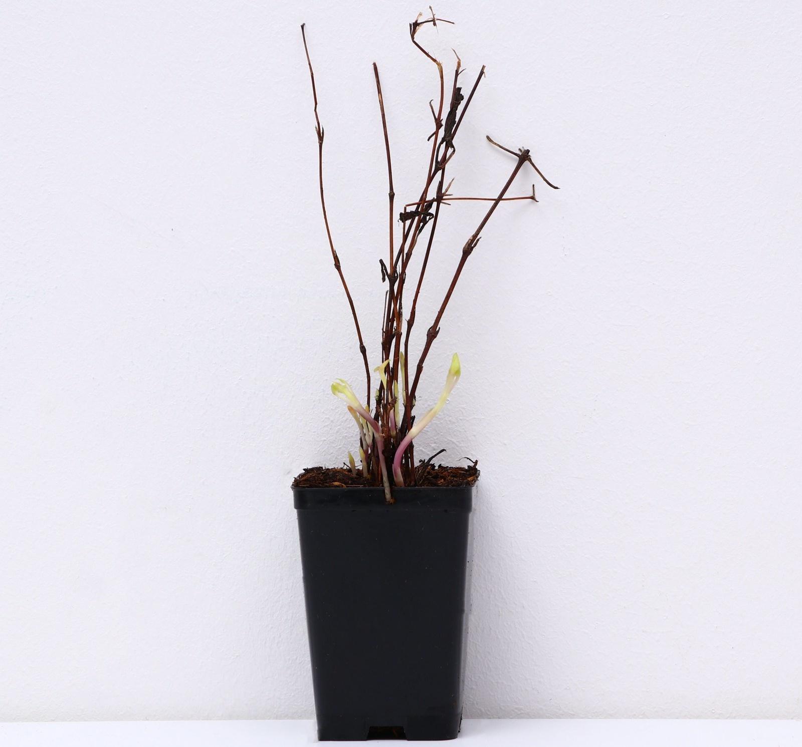 Клематис ботанический Люкс (для срезки) 