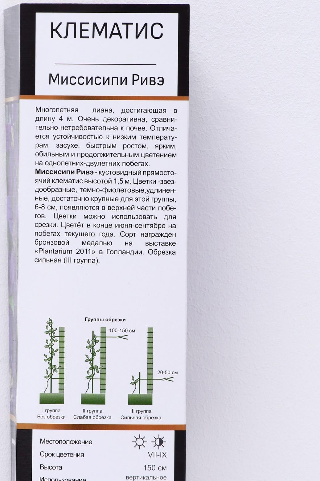 Клематис ботанический Люкс (для срезки) 