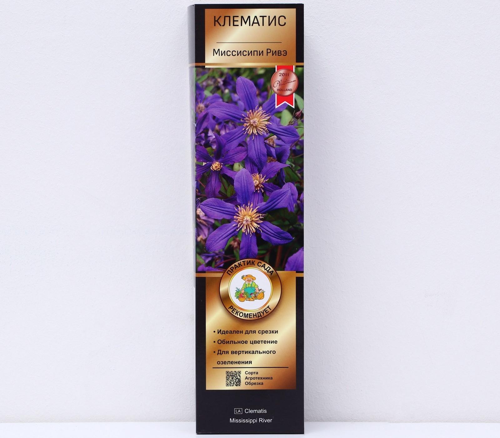 Клематис ботанический Люкс (для срезки) 