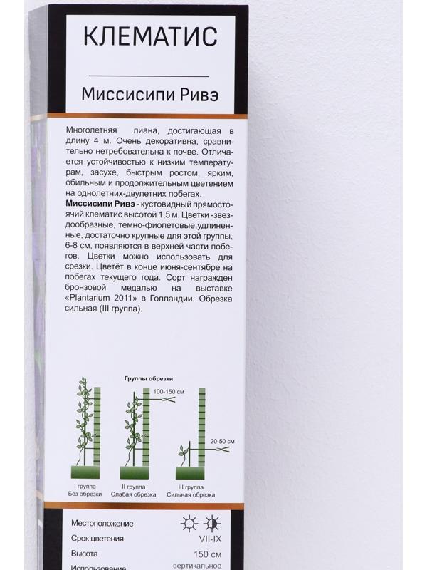 Клематис ботанический Люкс (для срезки) 