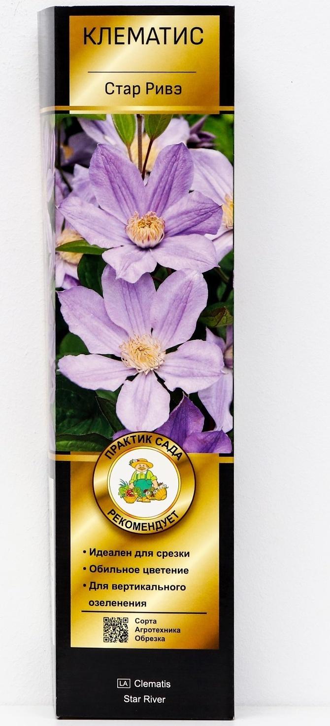 Клематис ботанический Люкс (для срезки) 