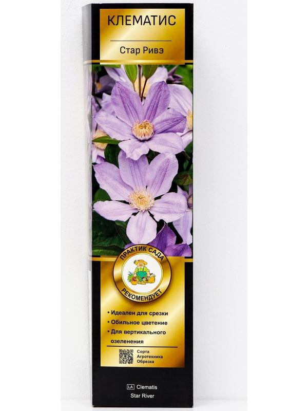 Клематис ботанический Люкс (для срезки) 