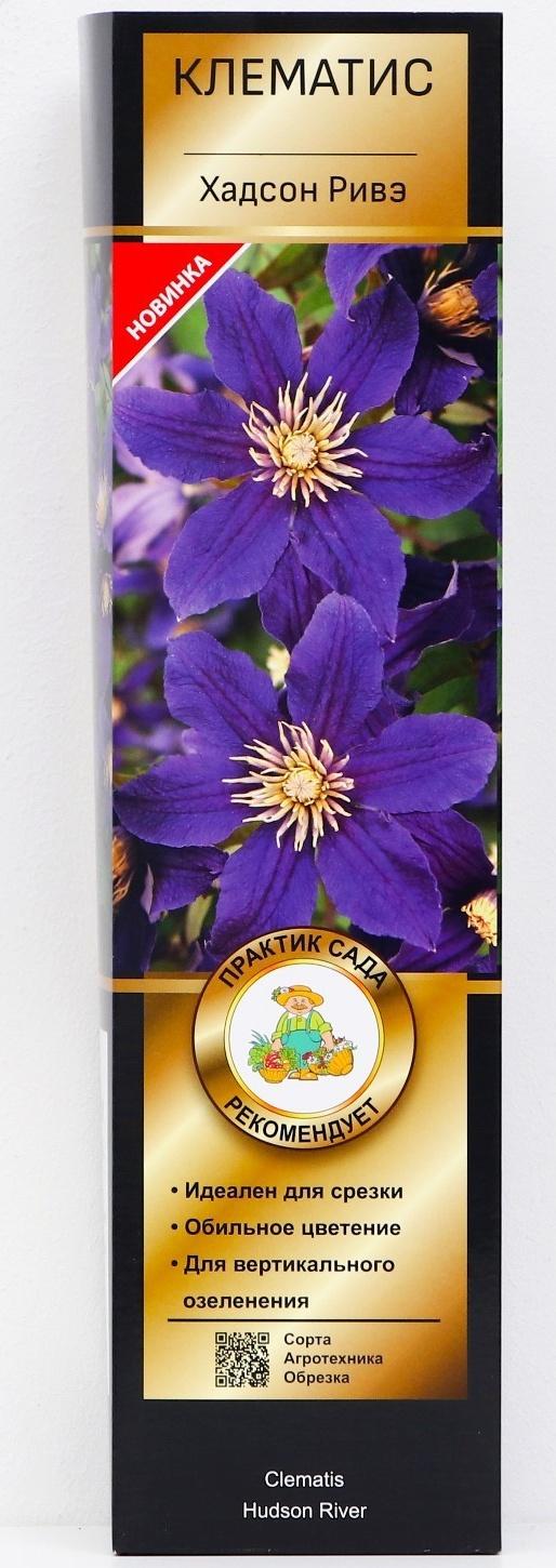 Клематис ботанический Люкс (для срезки) 
