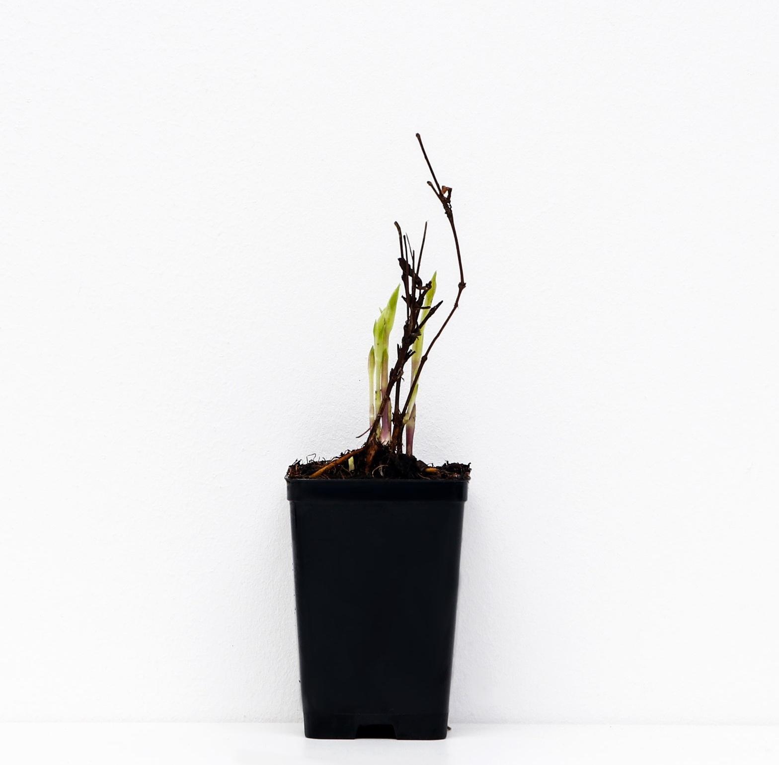 Клематис ботанический Люкс (для срезки) 