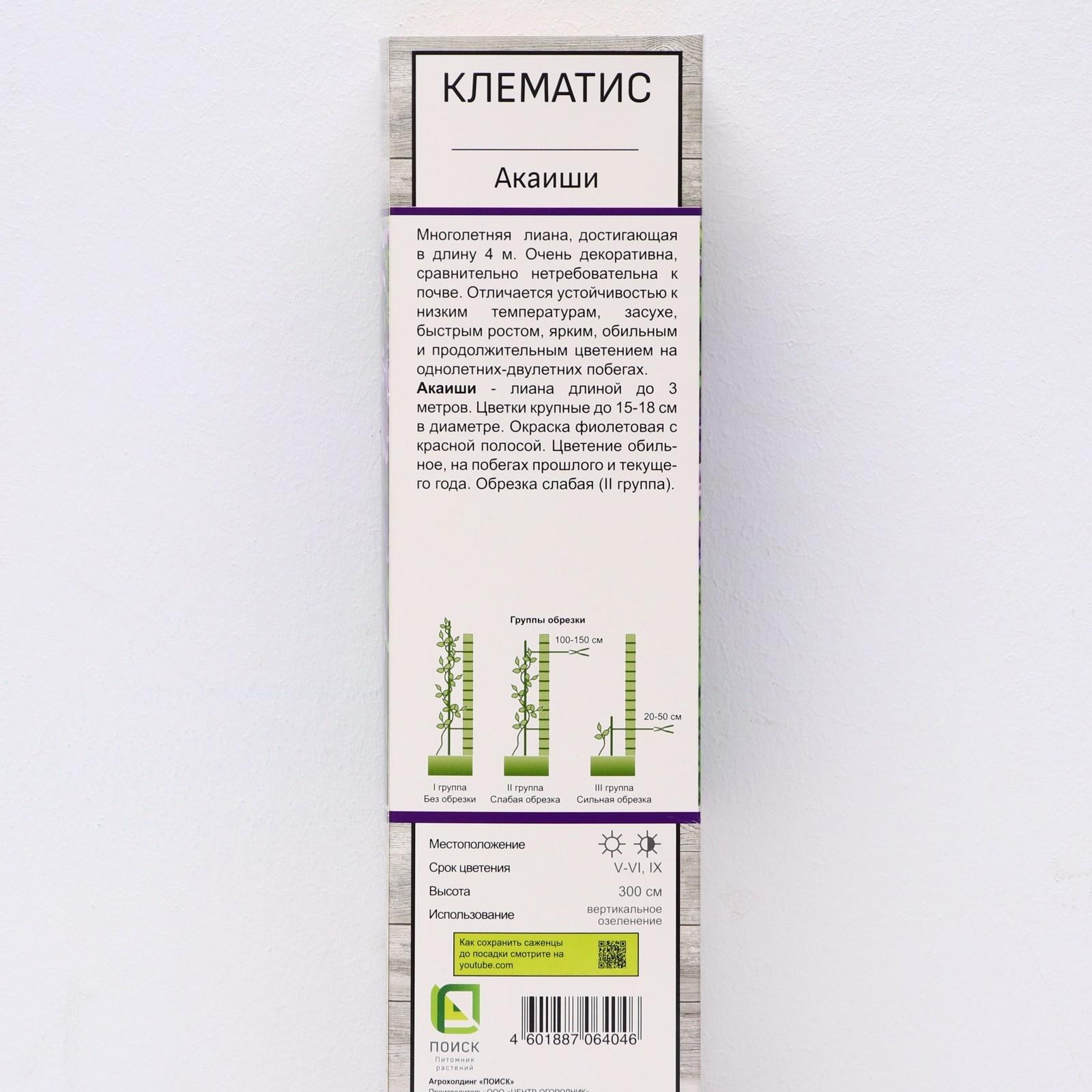 Клематис крупноцветковый 