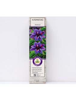 Клематис крупноцветковый 
