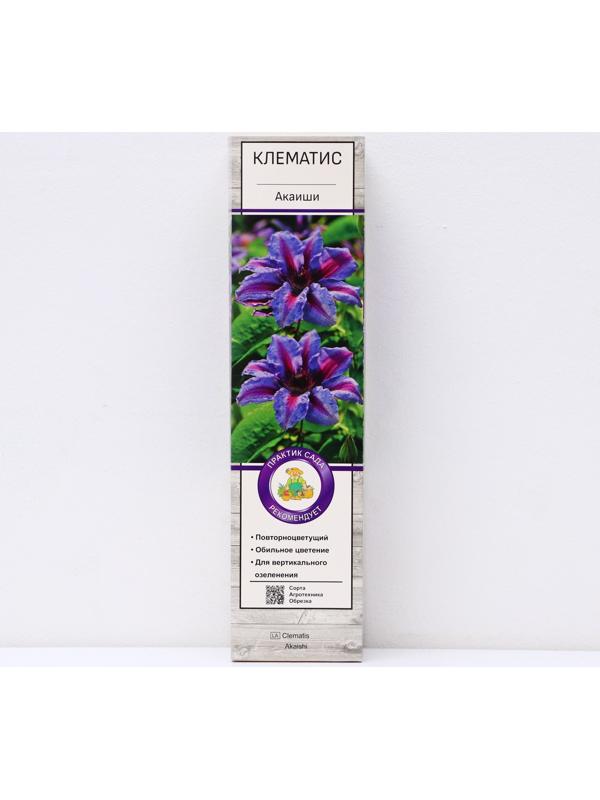 Клематис крупноцветковый 