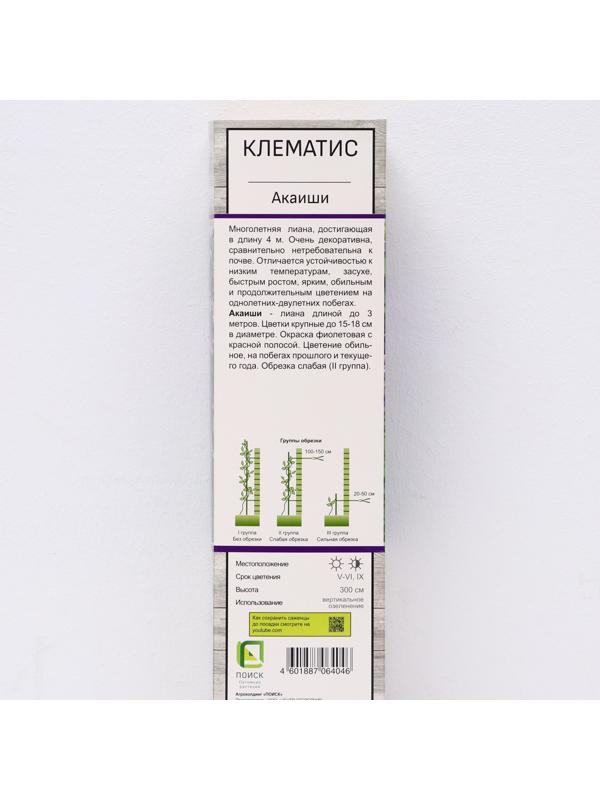 Клематис крупноцветковый 