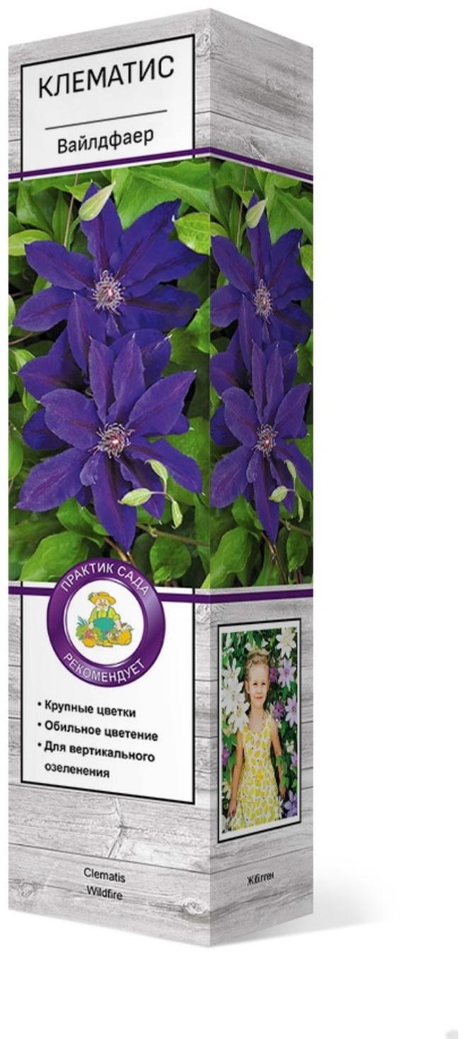 Клематис крупноцветковый 