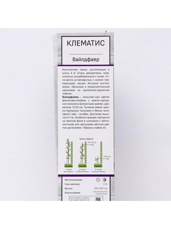 Клематис крупноцветковый 