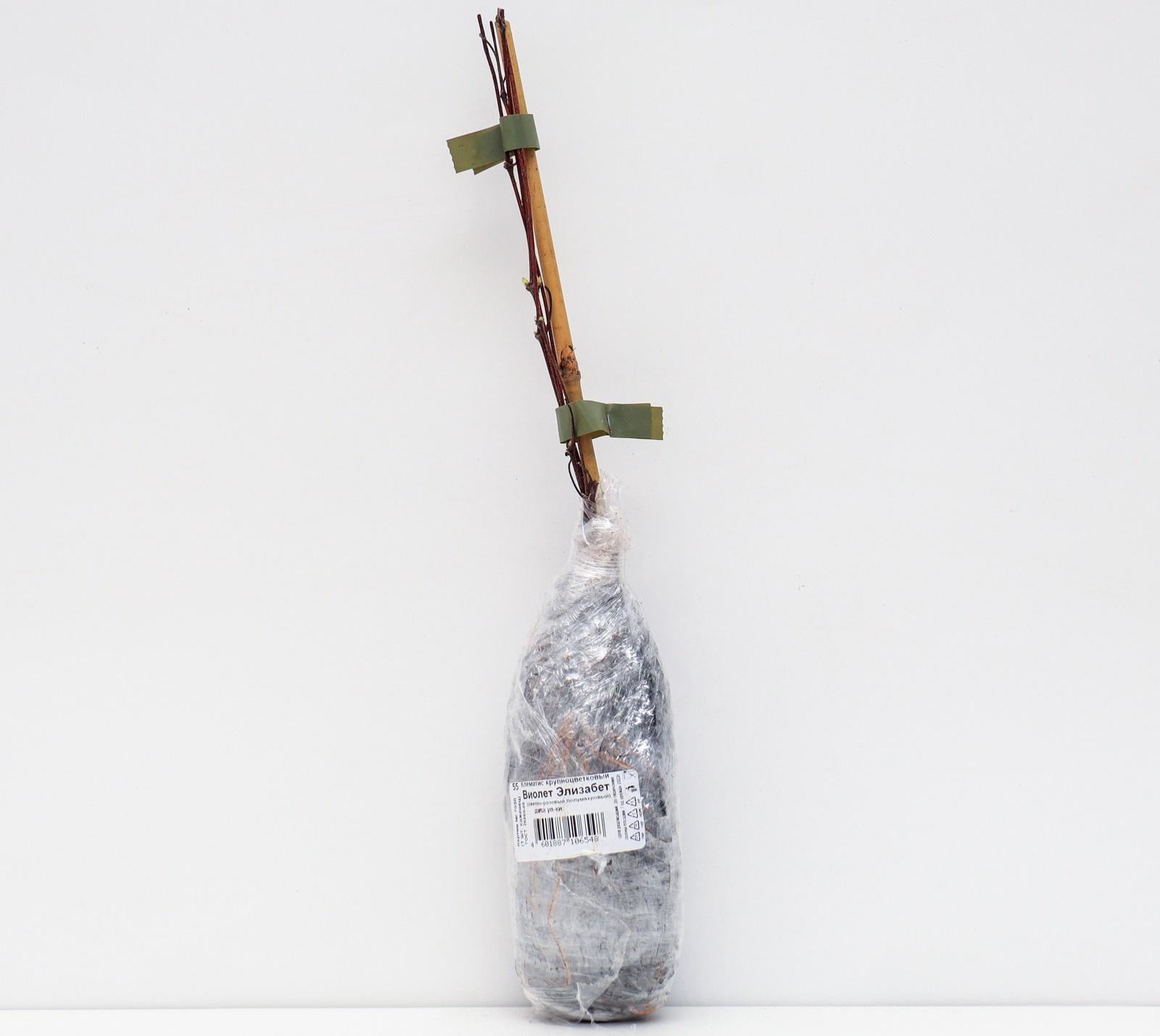 Клематис крупноцветковый 