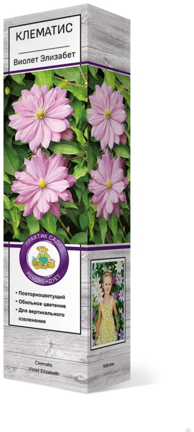 Клематис крупноцветковый 