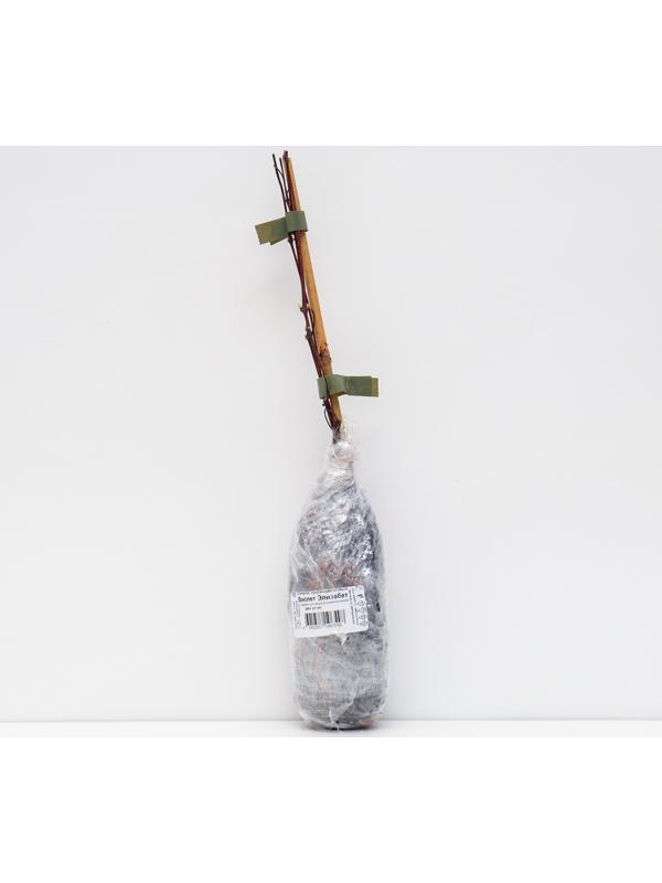 Клематис крупноцветковый 