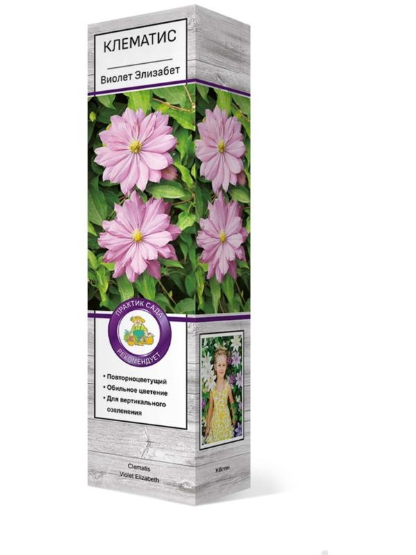 Клематис крупноцветковый 
