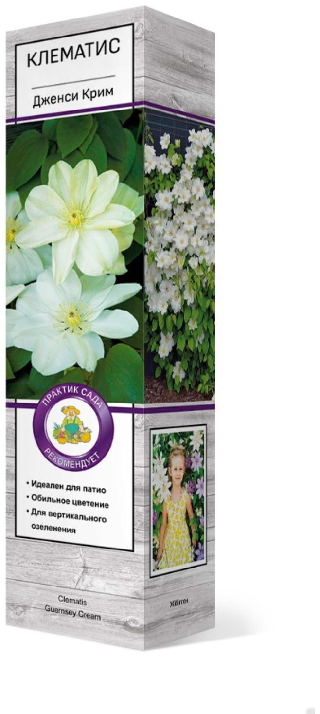 Клематис крупноцветковый 