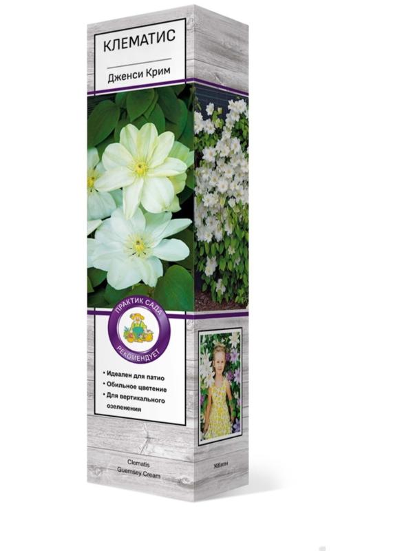 Клематис крупноцветковый 