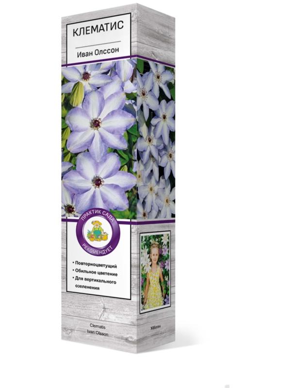 Клематис крупноцветковый 