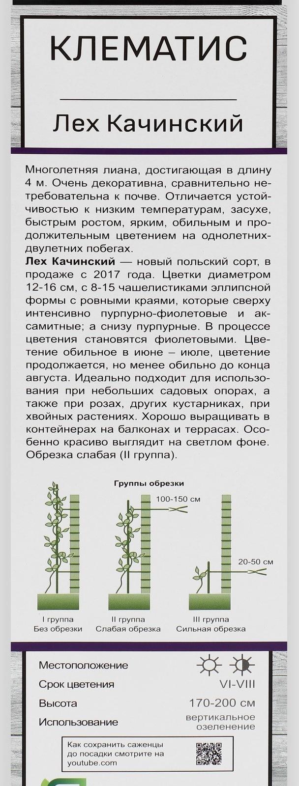 Клематис крупноцветковый 